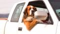 Правила безопасной перевозки животных в салоне авто